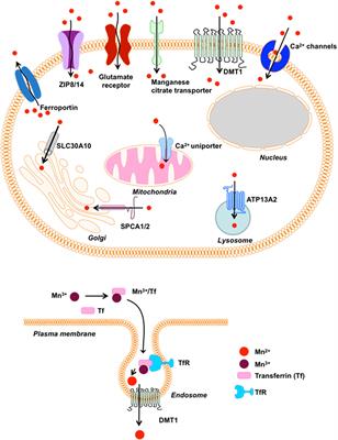 Manganese-Induced Neurotoxicity: New Insights Into the Triad of Protein Misfolding, Mitochondrial Impairment, and Neuroinflammation